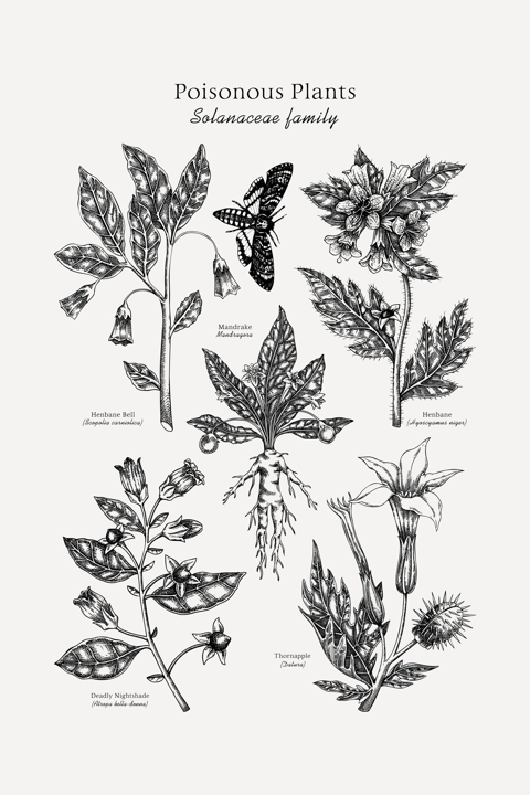 Poisonous plants poster design template. Botanical print. Witch herbs sketches collection. Vintage wall art. Science hand drawn vector illustration. NOT AI generated